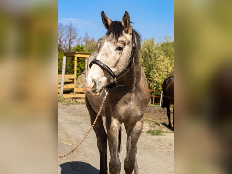 Oldenburger Ruin 2 Jaar 173 cm Schimmel in Sadek