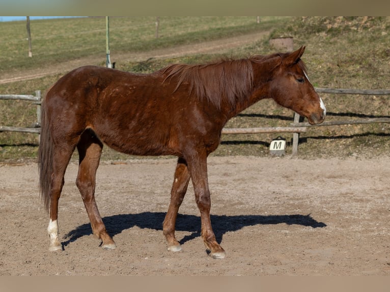 Oldenburger Ruin 2 Jaar 175 cm Donkere-vos in Geisenheim