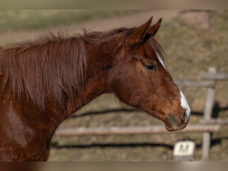 Oldenburger Ruin 2 Jaar 175 cm Donkere-vos in Geisenheim