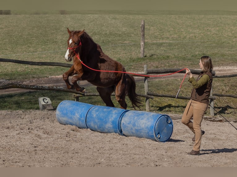 Oldenburger Ruin 2 Jaar 175 cm Donkere-vos in Geisenheim