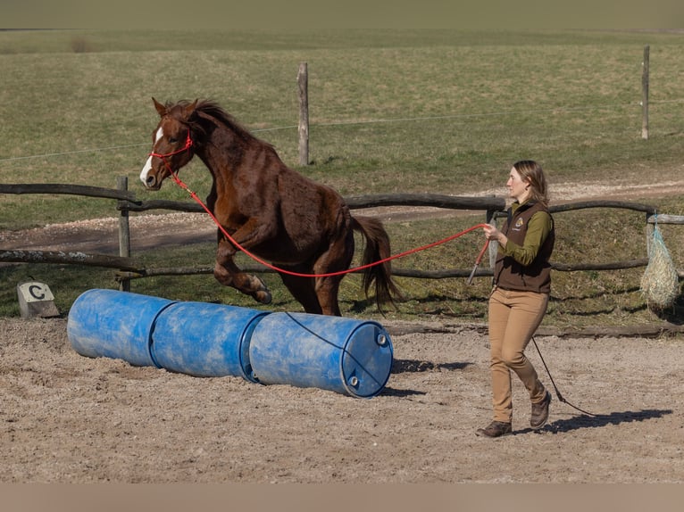 Oldenburger Ruin 2 Jaar 175 cm Donkere-vos in Geisenheim