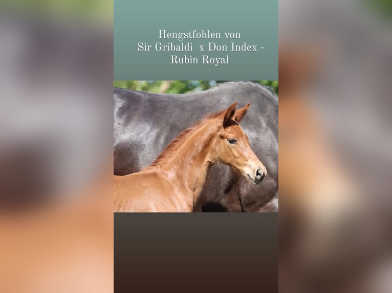 Oldenburger Ruin 2 Jaar Vos in Esens