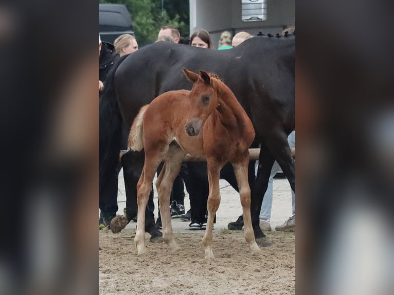 Oldenburger Ruin 2 Jaar Vos in Esens
