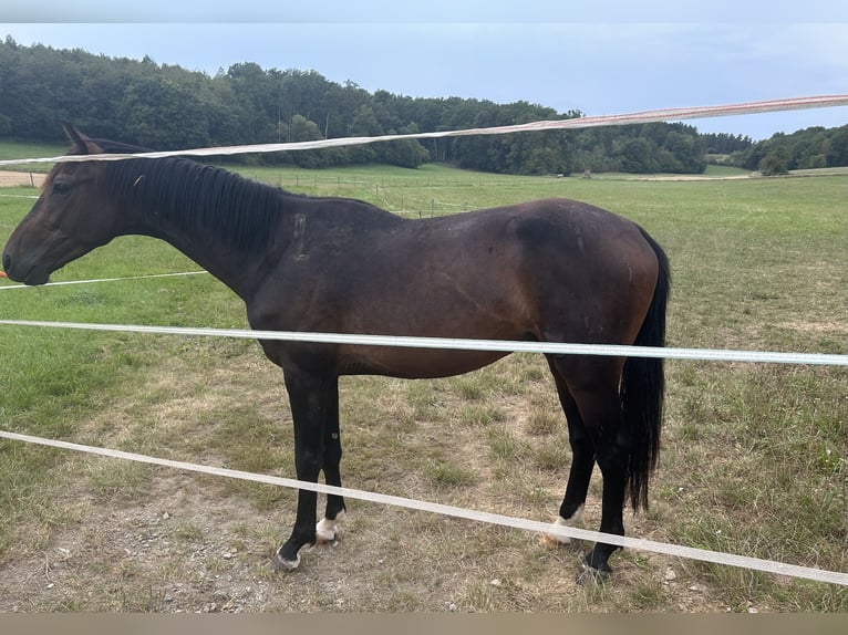 Oldenburger Ruin 2 Jaar Zwartbruin in Osterburken