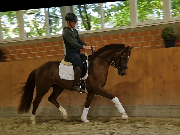 Oldenburger Ruin 3 Jaar 160 cm Vos in Bramsche