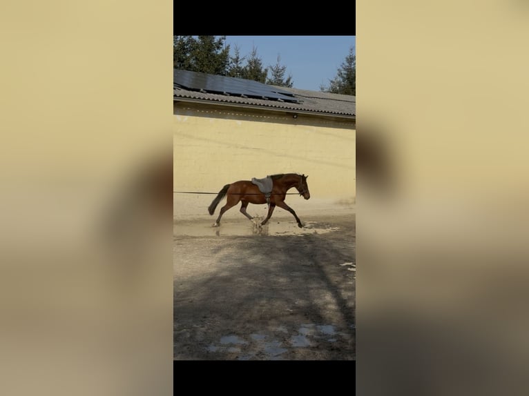 Oldenburger Ruin 3 Jaar 162 cm Bruin in Ebenfurth