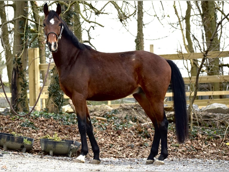 Oldenburger Ruin 3 Jaar 164 cm Bruin in Flobecq