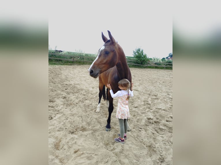 Oldenburger Ruin 3 Jaar 164 cm Bruin in Rieste