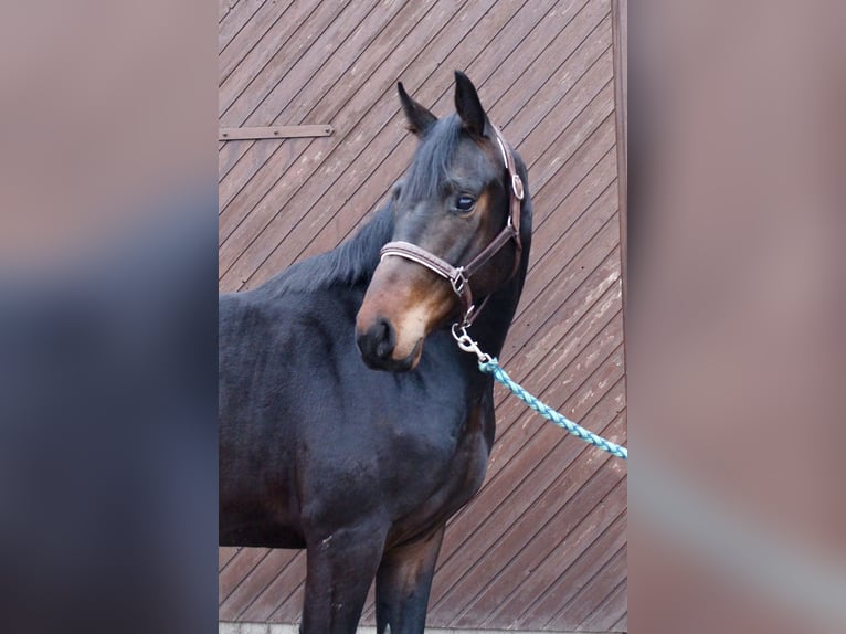 Oldenburger Ruin 3 Jaar 164 cm Donkerbruin in Garrel