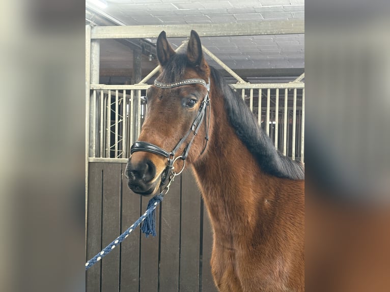 Oldenburger Ruin 3 Jaar 165 cm Bruin in Bad Oeynhausen
