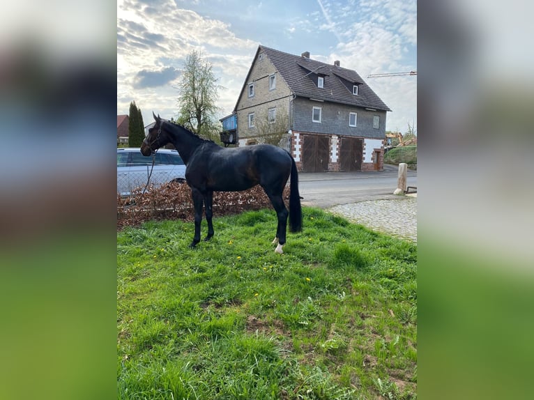Oldenburger Ruin 3 Jaar 165 cm Donkerbruin in Wohratal
