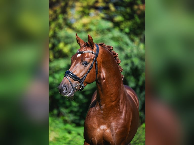 Oldenburger Ruin 3 Jaar 165 cm Donkere-vos in Krimpen aan den IJssel