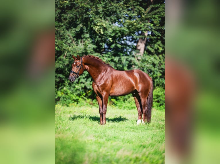 Oldenburger Ruin 3 Jaar 165 cm Donkere-vos in Krimpen aan den IJssel