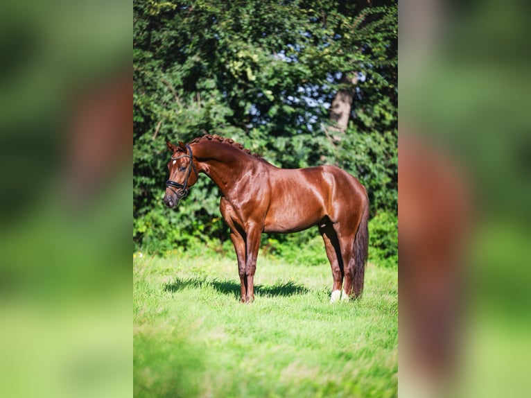 Oldenburger Ruin 3 Jaar 165 cm Donkere-vos in Krimpen aan den IJssel