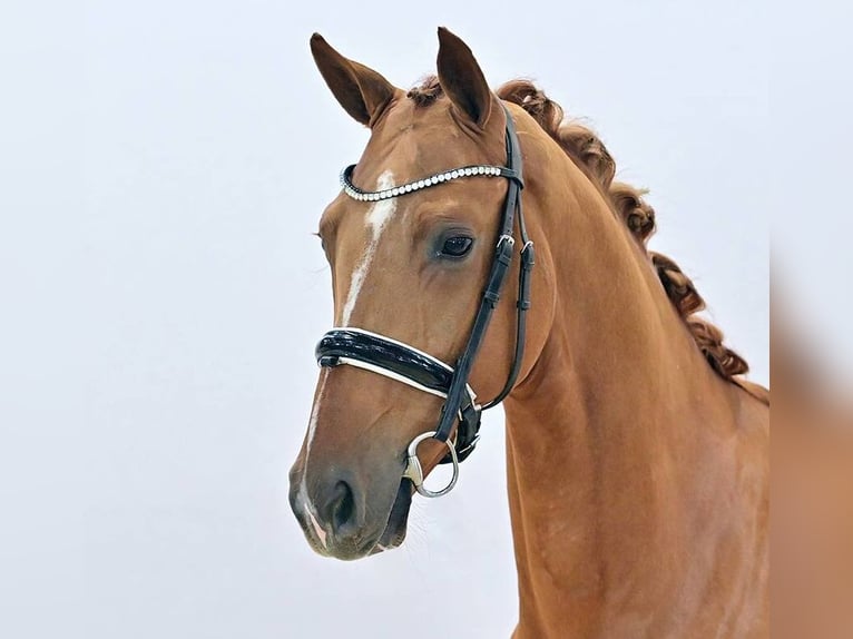 Oldenburger Ruin 3 Jaar 165 cm Donkere-vos in Vechta