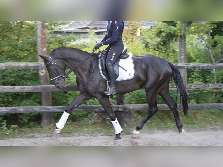 Oldenburger Ruin 3 Jaar 165 cm Zwart in Rastede