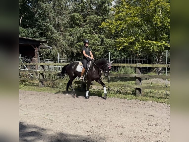 Oldenburger Ruin 3 Jaar 165 cm Zwart in Rastede