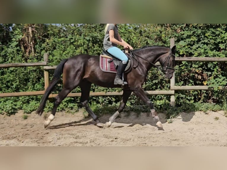 Oldenburger Ruin 3 Jaar 165 cm Zwart in Wachtendonk