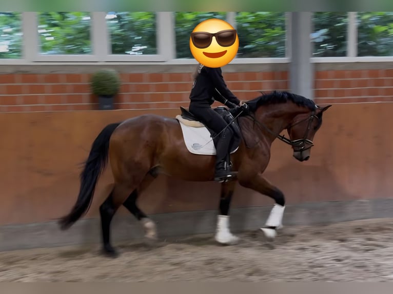 Oldenburger Ruin 3 Jaar 166 cm Bruin in Bramsche