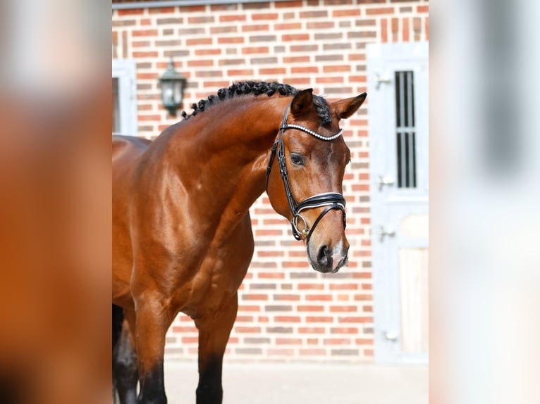 Oldenburger Ruin 3 Jaar 166 cm Bruin in Bramsche