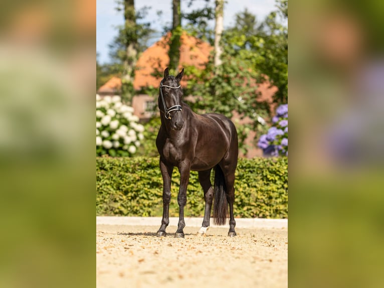 Oldenburger Ruin 3 Jaar 166 cm Zwart in Bad Zwischenahn