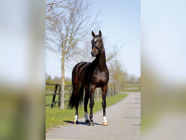 Oldenburger Ruin 3 Jaar 166 cm Zwartbruin in Diepholz