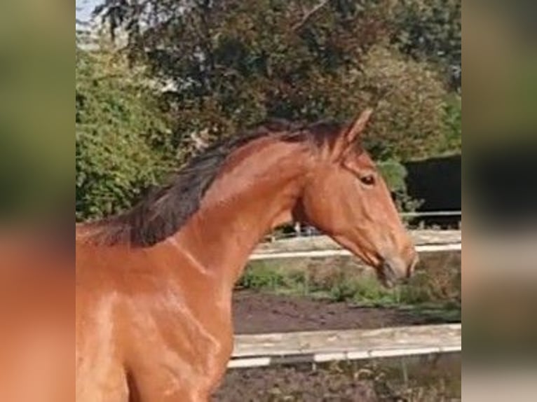 Oldenburger Ruin 3 Jaar 167 cm Bruin in Damme