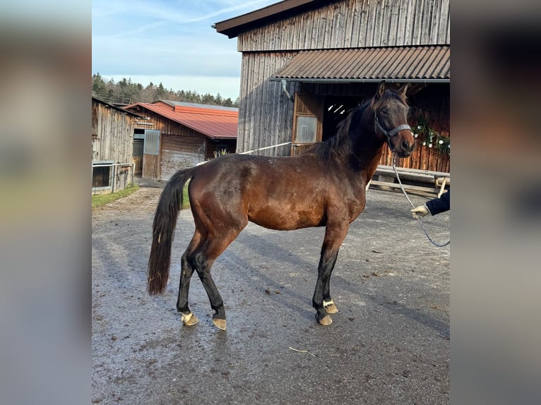 Oldenburger Ruin 3 Jaar 167 cm Donkerbruin in Überlingen