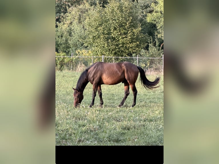 Oldenburger Ruin 3 Jaar 167 cm Donkerbruin in Überlingen