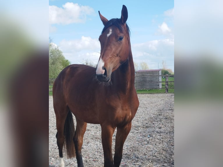 Oldenburger Ruin 3 Jaar 168 cm Bruin in Belgique