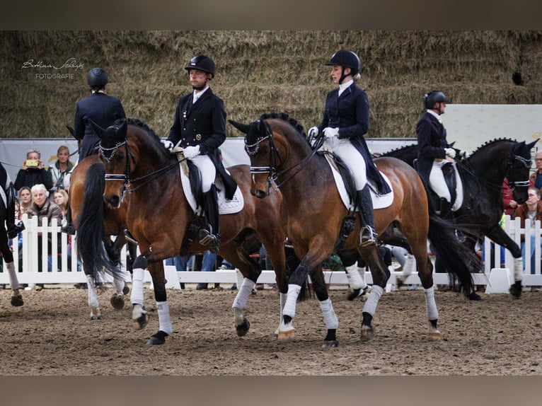 Oldenburger Ruin 3 Jaar 168 cm Bruin in Herbstein