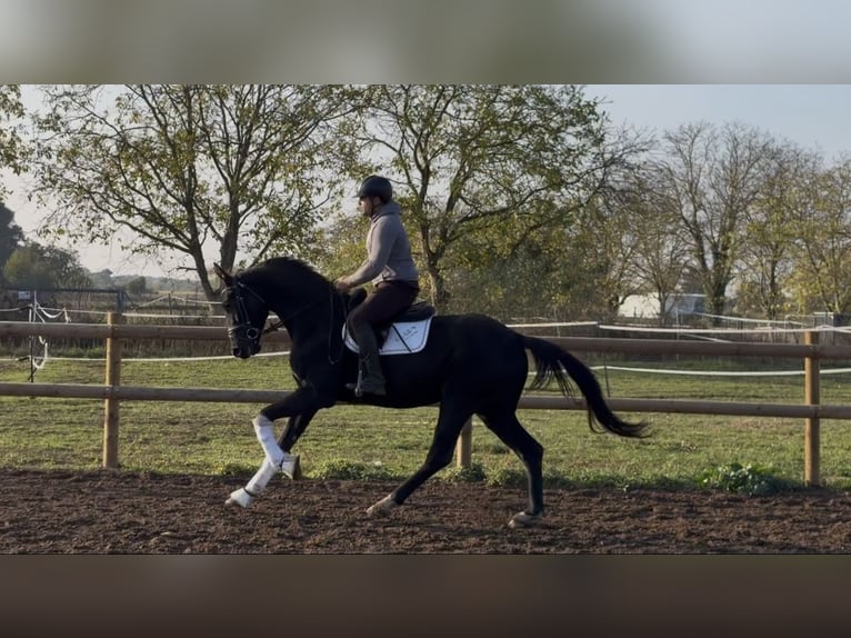 Oldenburger Ruin 3 Jaar 168 cm Zwart in Weiterstadt