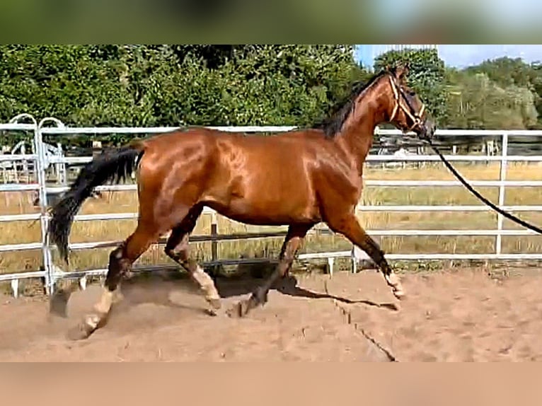 Oldenburger Ruin 3 Jaar 169 cm Bruin in Sprockhövel