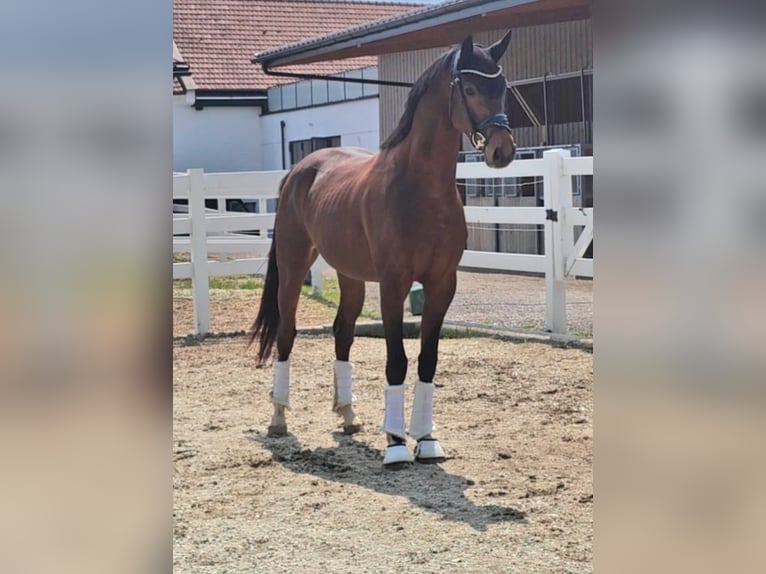 Oldenburger Ruin 3 Jaar 169 cm Bruin in Wolfsbach