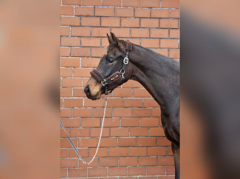 Oldenburger Ruin 3 Jaar 169 cm Donkerbruin in Höltinghausen
