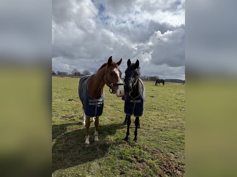 Oldenburger Ruin 3 Jaar 169 cm Donkere-vos in München