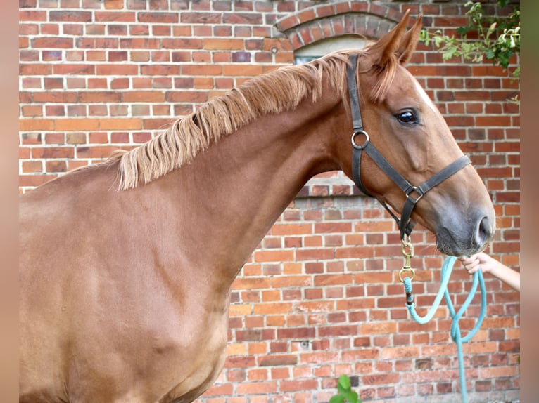 Oldenburger Ruin 3 Jaar 169 cm Vos in Bassum