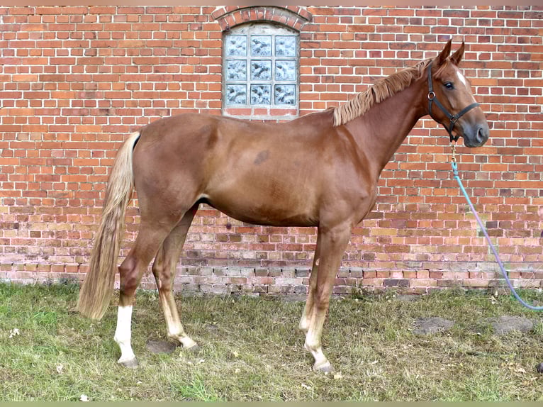 Oldenburger Ruin 3 Jaar 169 cm Vos in Bassum