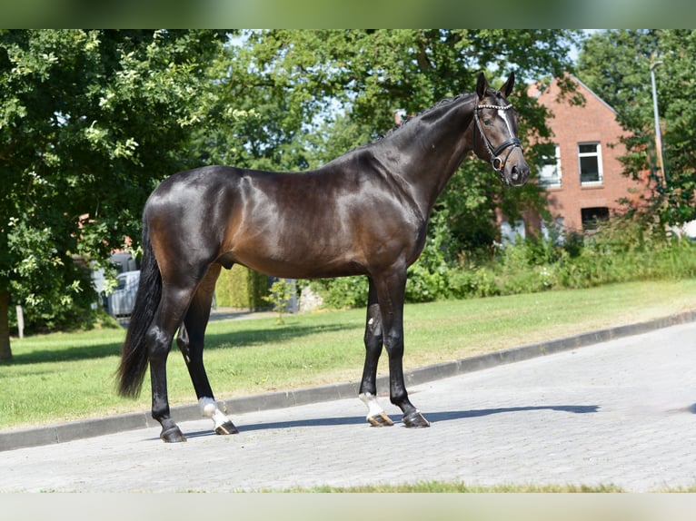 Oldenburger Ruin 3 Jaar 169 cm Zwartbruin in Großefehn Ostgroßefehn