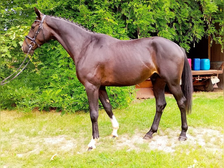 Oldenburger Ruin 3 Jaar 169 cm Zwartbruin in Quakenbr&#xFC;ck