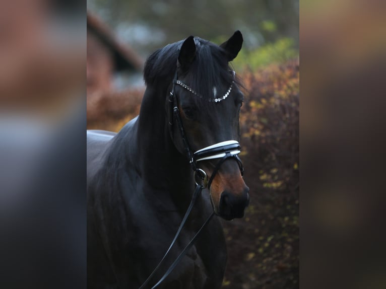 Oldenburger Ruin 3 Jaar 169 cm Zwartbruin in Rehburg-Loccum Münchehagen