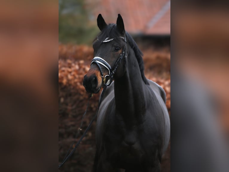 Oldenburger Ruin 3 Jaar 169 cm Zwartbruin in Rehburg-Loccum Münchehagen