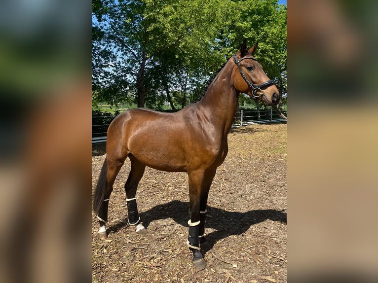 Oldenburger Ruin 3 Jaar 170 cm Bruin in Meppen