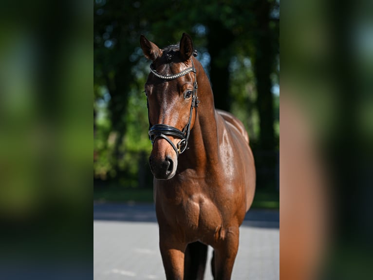 Oldenburger Ruin 3 Jaar 170 cm Bruin in Vorden