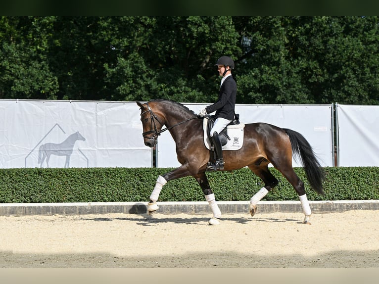 Oldenburger Ruin 3 Jaar 170 cm Donkerbruin in Bad Bevensen