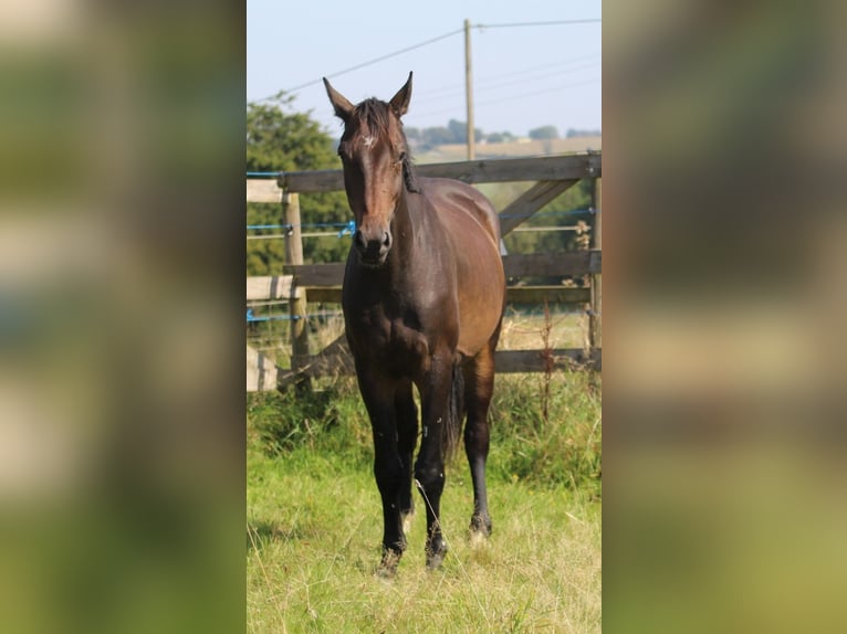 Oldenburger Ruin 3 Jaar 170 cm Donkerbruin in GROTE-BROGEL