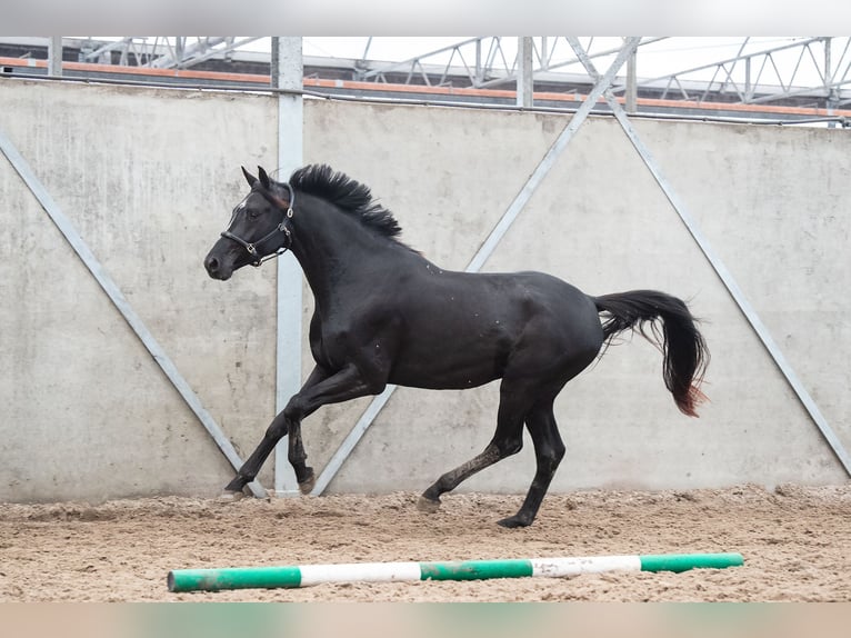 Oldenburger Ruin 3 Jaar 170 cm Donkere-vos in GROTE-BROGEL