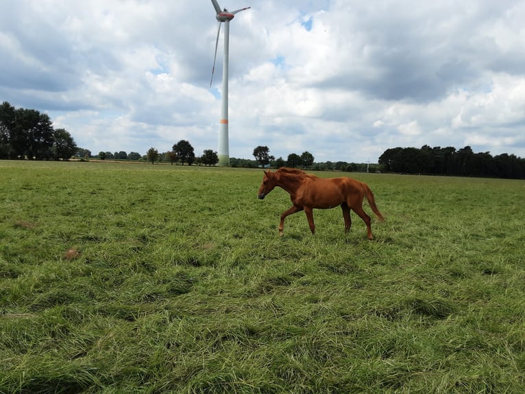 Oldenburger Ruin 3 Jaar 170 cm Vos in Bargstedt