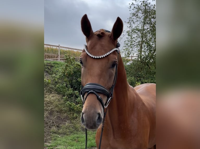 Oldenburger Ruin 3 Jaar 170 cm Vos in Neuenkirchen-Vörden