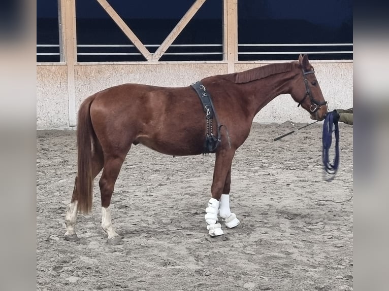 Oldenburger Ruin 3 Jaar 170 cm Vos in Neupotz